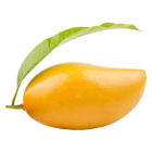 Totapori Mango Totapori Mango